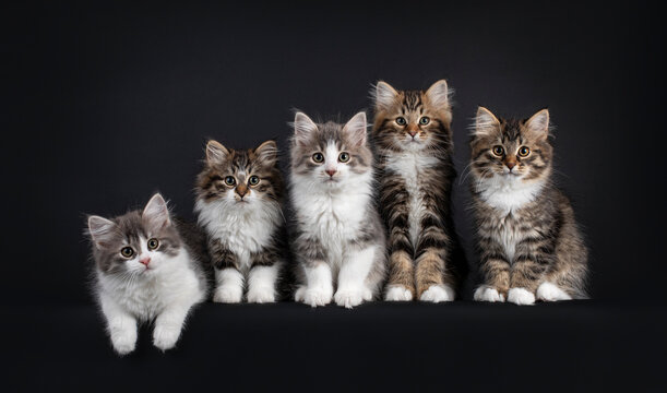 Group of five Siberian cat kittens in a variaty of colors, laying and sitting on a row from small to big. Looking towards camera. Isolated on a black background.