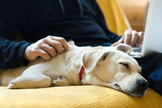 Dog Sleeping Next to a Man Working From Home on His Laptop