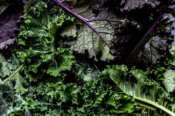 Fresh Kale leaves