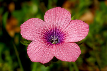 pink flower with dew drops