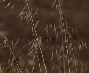 espigas en el campo se secan lentamente