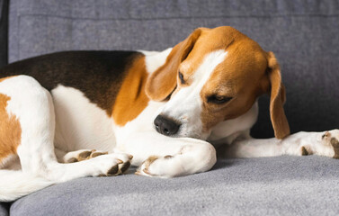Beagle dog biting his itching skin on legs.
