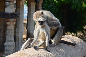 Bengal sacred langur: Mother is grooming his child