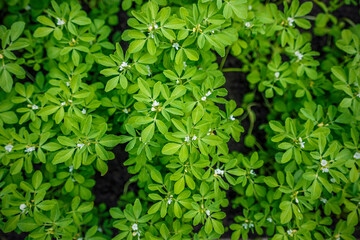 Fenugreek plant in field. Green Fenugreek . Fresh Green Fenugreek Leaves . - obrazy, fototapety, plakaty
