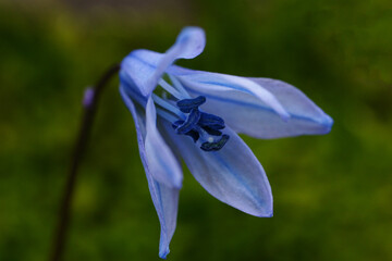 blue iris flower