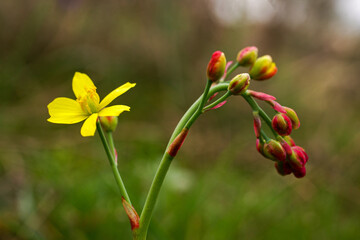 Obraz na płótnie Canvas red and yellow flower