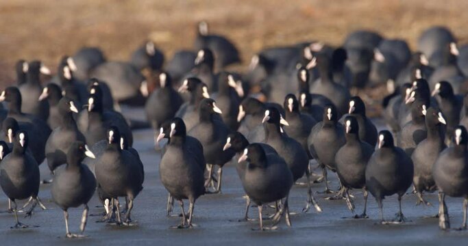 The Eurasian coot on a frozen lake, Soderica, Croatia
