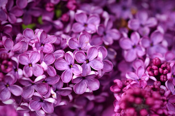 Fototapeta na wymiar Dark purple common lilac blossom beautiful flowers