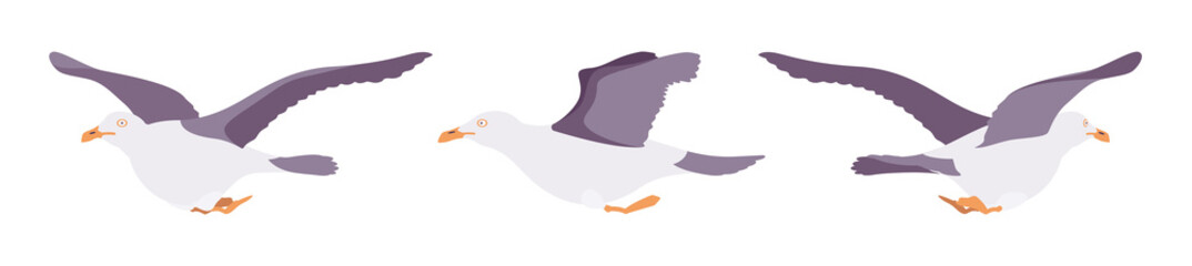 Grey gulls, seagulls in flight wildlife seabirds and marine set. Wildlife study, ornithology, birdwatching concept. Vector flat style cartoon illustration isolated on white background, different view