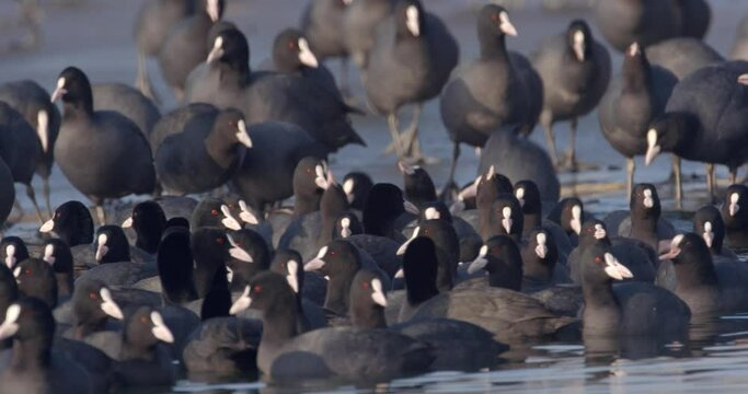 The Eurasian coot on a frozen lake, Soderica, Croatia