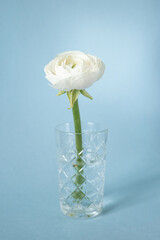 White ranunculus in vase against pastel blue background, beautiful spring flower, vintage card, vertical