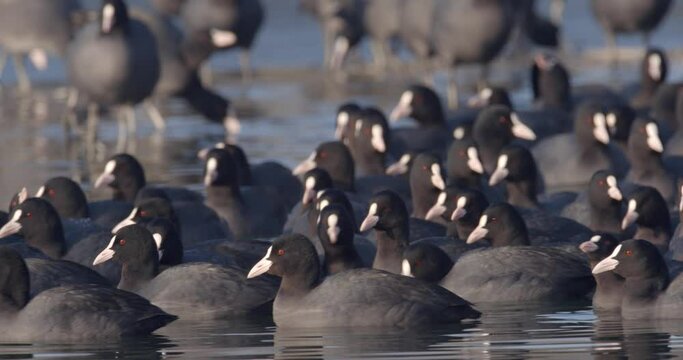 The Eurasian coot on a frozen lake, Soderica, Croatia