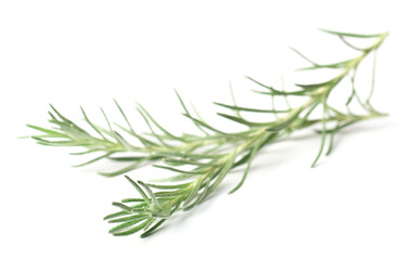 Fototapeta premium fresh herb, curry plant isolated on white background