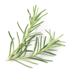 fresh curry plant isolated on white background, top view