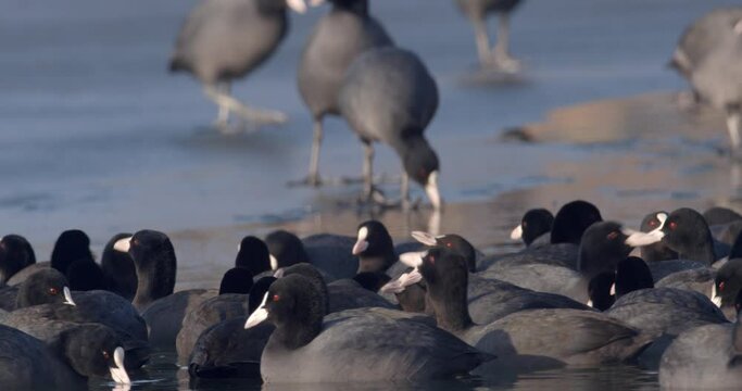 The Eurasian coot on a frozen lake, Soderica, Croatia