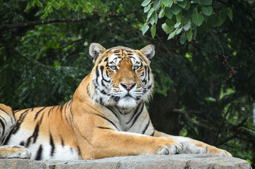 Fototapeta na wymiar Tiger im Zoo Zürich