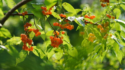 The green trees full of the red juicy fruits on them