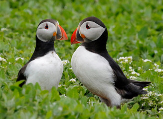 Atlantic puffins at a colony on the Farne Islands in the North Sea