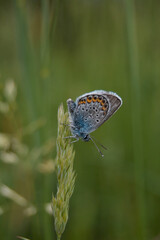 Common blue butterfly at rest with underside visible