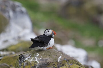 Atlantic puffins at a colony on the Farne Islands in the North Sea