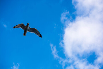 Fototapeta na wymiar seagull in flight