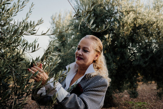 Senior elegant woman picking olives from an olive tree at olive grove with flamenco attitude.
