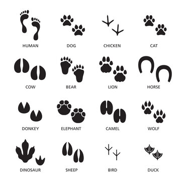 Vector set of footprint of different animals and human.