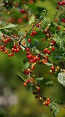 The green trees full of the red juicy fruits on them