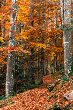golden autumn in the forest with orange leaves on trees