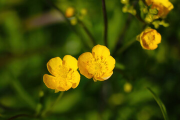 Yellow blooming buttercup in spring in the park.