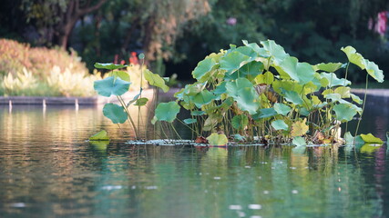 The beautiful pond view with the blooming lotus and green leaves in it