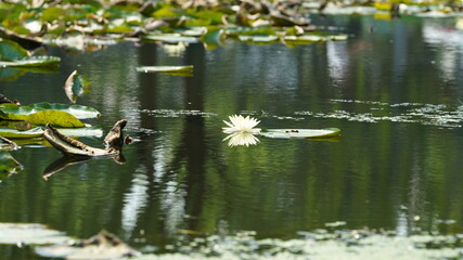 The beautiful pond view with the blooming lotus and green leaves in it