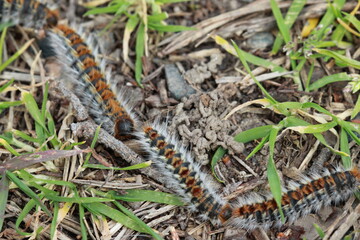 Chenilles processionnaires en marche	