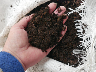 The hand of a woman farmer holds a handful of humus on the background of a bag with the same earth. 