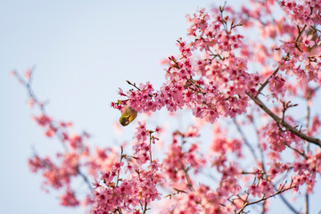 桜の花の蜜を食べる1羽のメジロ