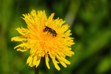 Close-up on a bee with a yellow dandelion flower.