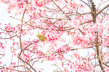 こちらを見つめる1羽のメジロと桜