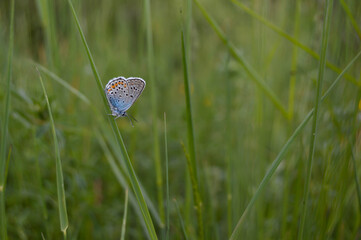 Tiny blue butterfly on a plant in nature