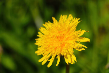 Beautiful yellow blooming dandelion flowers in spring.