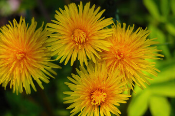 Beautiful yellow blooming dandelion flowers in spring.