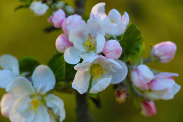 The apple tree branch blooms in the spring in the garden.