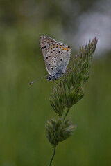 Fototapeta na wymiar Tiny blue butterfly on a plant in nature