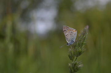 Tiny blue butterfly on a plant in nature