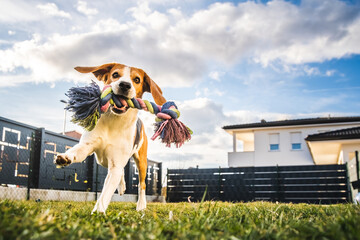 Dog run, beagle jumping fun in the garden summer sun with a toy fetching