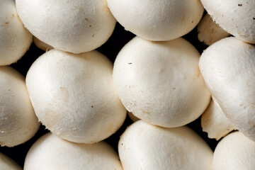 Mushrooms close up