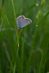 Common Blue butterfly on nature on a plant