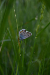 Common Blue butterfly on nature on a plant