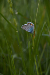 Common Blue butterfly on nature on a plant