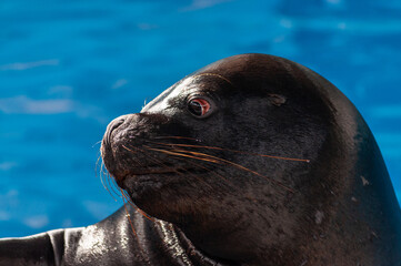 portrait of a cute fur seal.