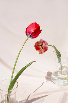 Tulips flowers embracing each other